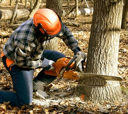 Tree Removal in Avon, NC